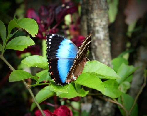 Common Morpho