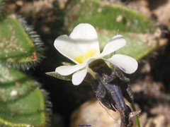 Viola kitaibeliana