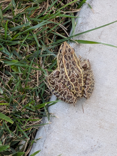 Northern Leopard Frog