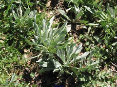 Cynoglossum cheirifolium