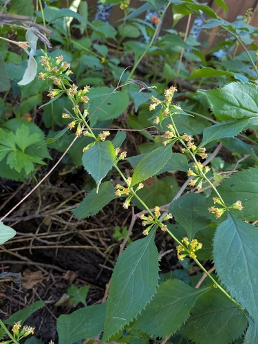 broad-leaved goldenrod
