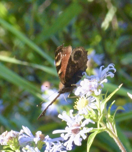 European Peacock Butterfly photo 6