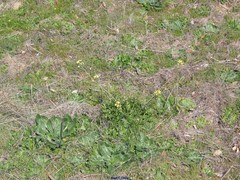 Echium plantagineum