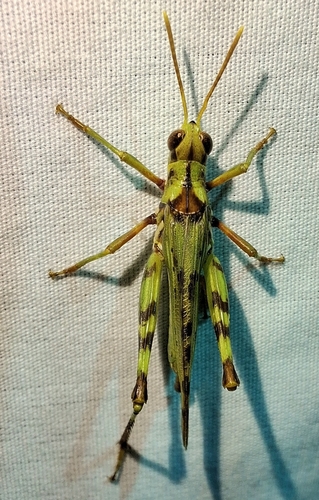 Creosote Bush Grasshopper