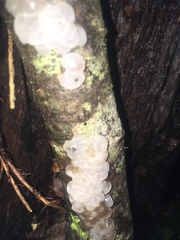 Exidia novozealandica