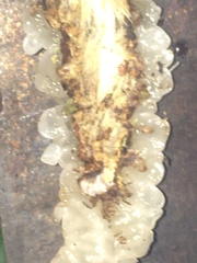Exidia novozealandica