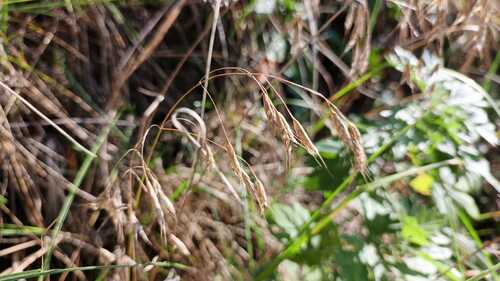 Bromus squarrosus observed 2026-10-01