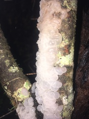 Exidia novozealandica