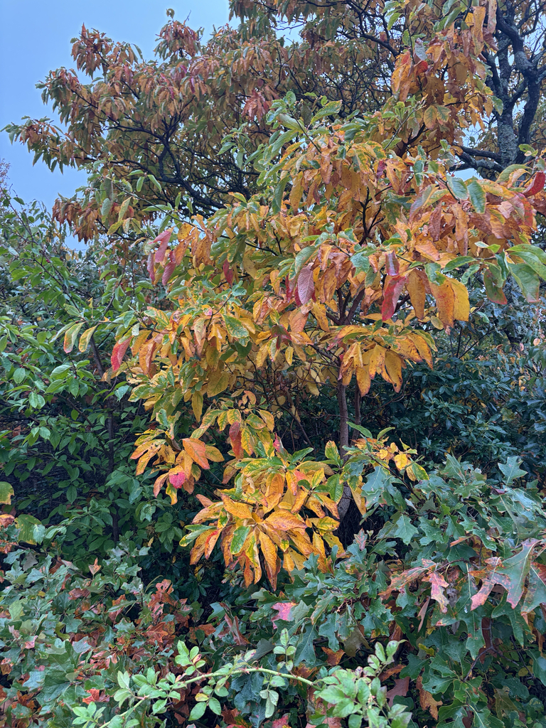 Young sassafras trees gone orange and gold under a taller tree turning bronze, at a woodland edge.