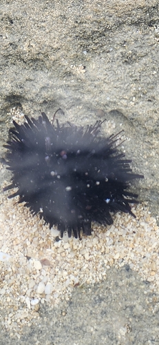 Echinometra oblonga observed 2026-10-04