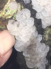 Exidia novozealandica