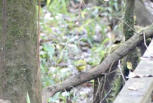 Hooded Warbler