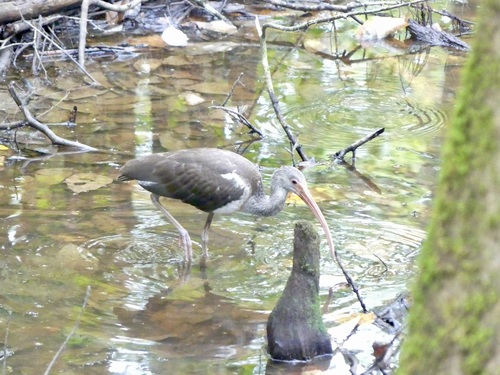 White Ibis