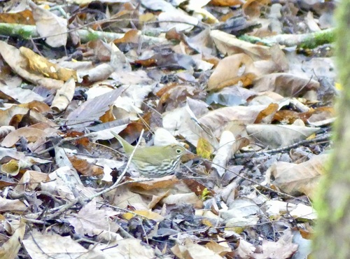 Ovenbird