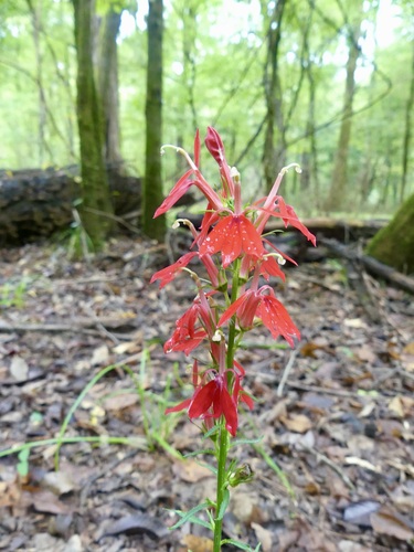 cardinal flower