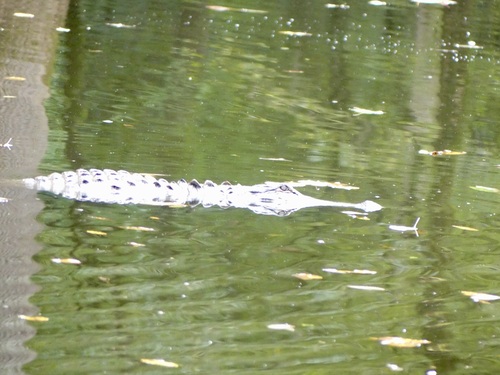 American Alligator