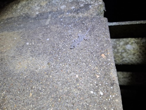Moorish Gecko