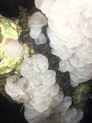 Exidia novozealandica