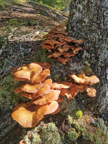 Unknown Species