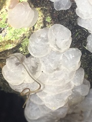 Exidia novozealandica