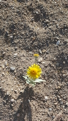 Bahieae