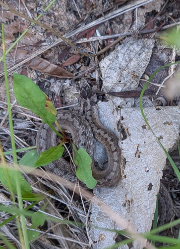 DeKay's Brownsnake