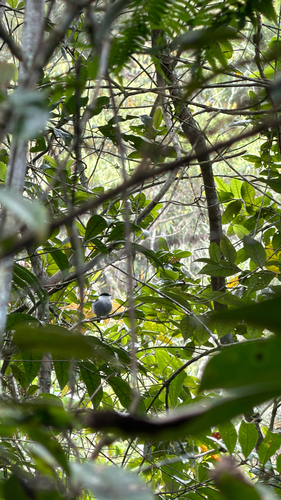 White-bearded Manakin