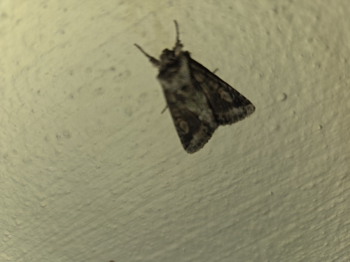 Green-brindled Crescent