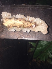 Exidia novozealandica