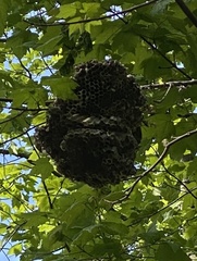 Dolichovespula maculata
