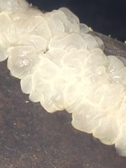 Exidia novozealandica