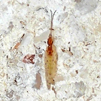 Sympherobius perparvus