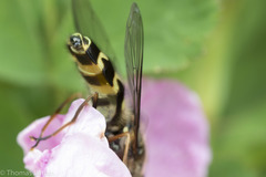 Dasysyrphus intrudens