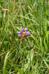 Prunella grandiflora
