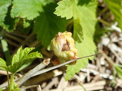 Cecidophyopsis ribis