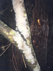Exidia novozealandica