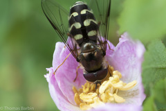 Dasysyrphus intrudens