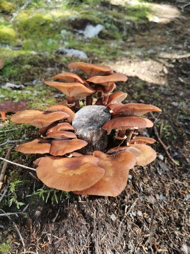 honey mushrooms