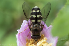 Dasysyrphus intrudens