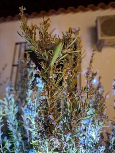 Mediterranean Mantis