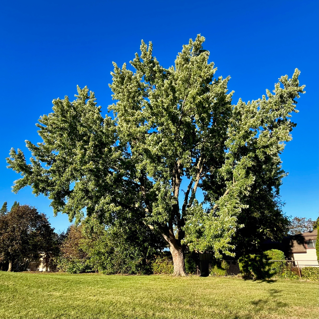 A broad silver maple with its whole crown still green, on a mown lawn under a clear sky.