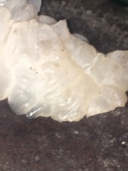 Exidia novozealandica