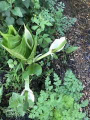 Lysichiton camtschatcensis