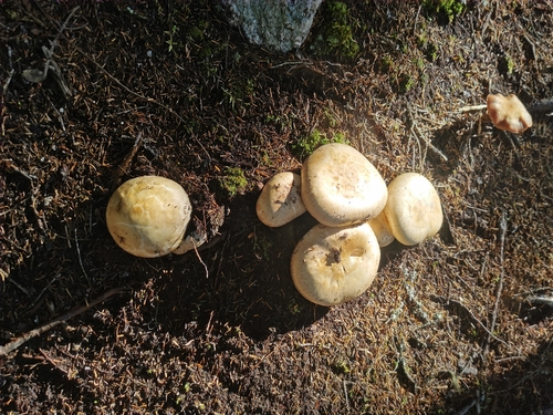Unknown Species