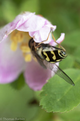 Dasysyrphus intrudens