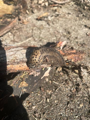 Leopard Slug