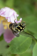 Dasysyrphus intrudens
