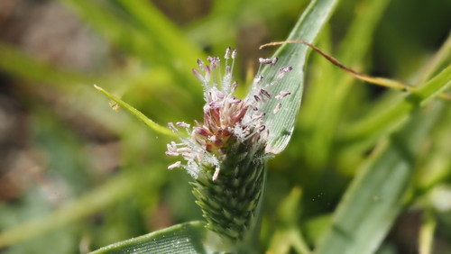 Sporobolus schoenoides, 2026-10-04