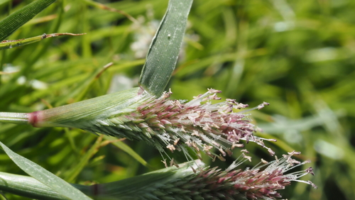 Sporobolus schoenoides, 2026-10-04