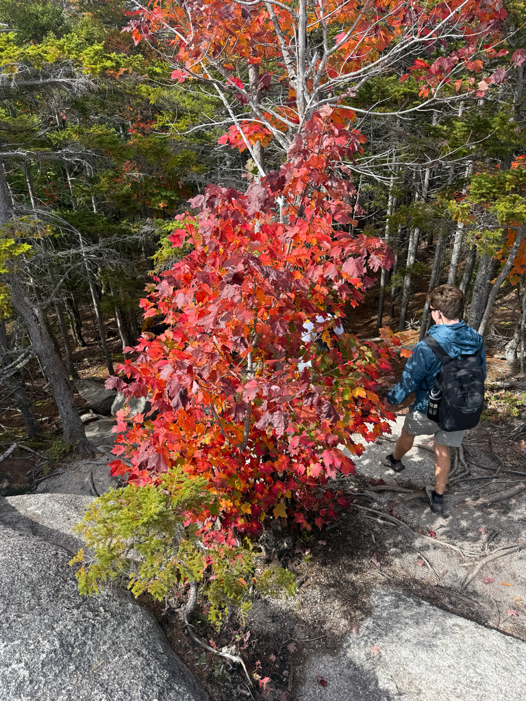 A young red maple in full red and orange beside a granite trail, among dark conifers with a few orange crowns.
